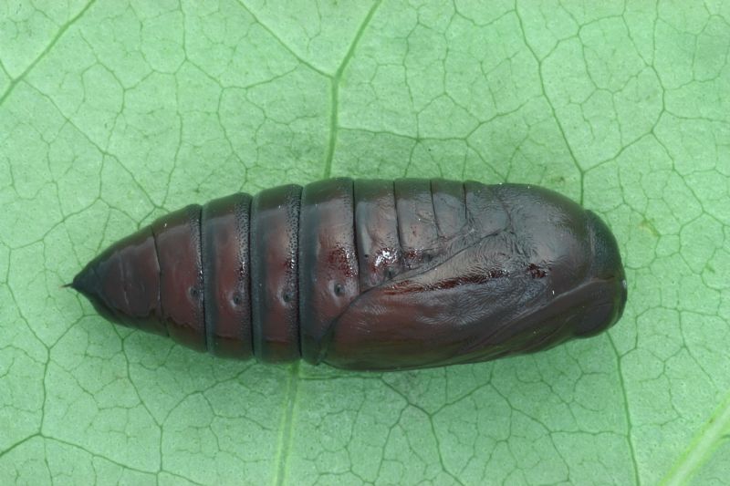 ID bruco:  Orthosia gothica